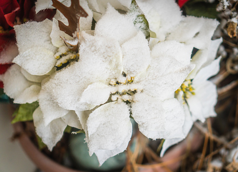 freshly fallen white snowflakes cover white poinsettia decoration at doorway