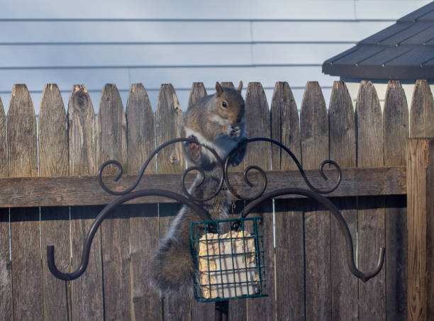 istock Grey Squirrel in back yard #1 , Suffolk County, Long Island NY 1302122524