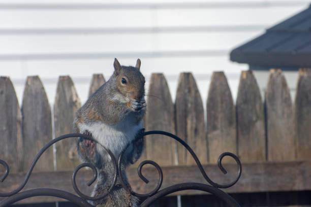 istock Grey Squirrel in back yard #3 , Suffolk County, Long Island NY 1302122604