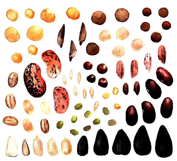 istock Watercolour set of isolated fruits and seeds on a white background. 1302122677