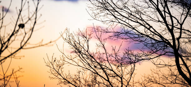 (Selective focus) Silhouette of some tree branches in the foreground and a beautiful  sunset over some mountains in the background.