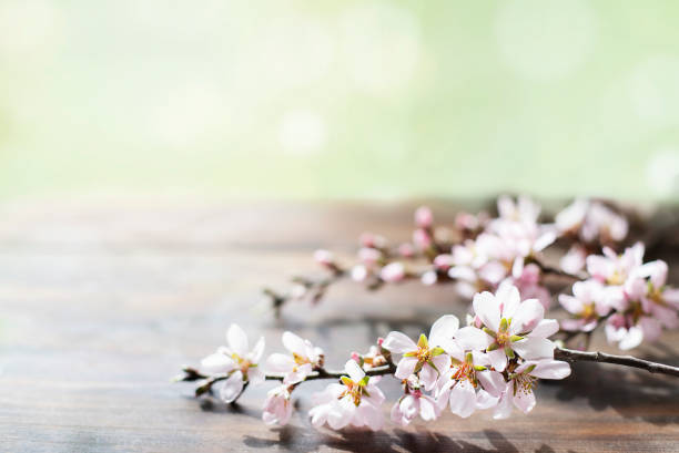 istock Spring background with almond flowers 1302123423