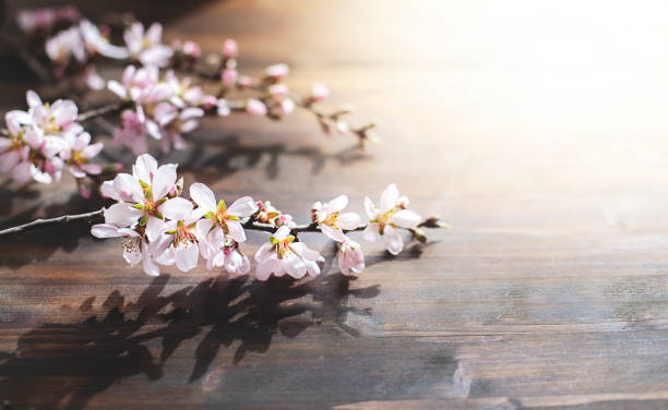 istock Spring background with almond flowers 1302123678
