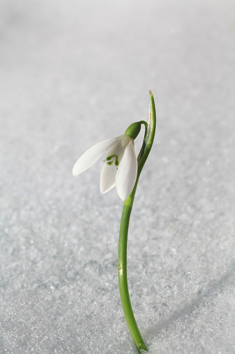 piercing through the snow, the first sign of spring is here - a delicate snowdrop - galanthus nivalis
Copyzone to the left of the image