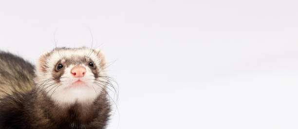 istock Ferret (Mustela putorius furo) isolated on white background banner copy space 1302124653