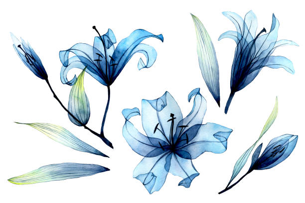 akwarela z przezroczystymi kwiatami i liśćmi. przezroczyste niebieskie lilie w pastelowych kolorach. elementy izolowane na białym tle. projekt na ślub - water lily obrazy stock illustrations