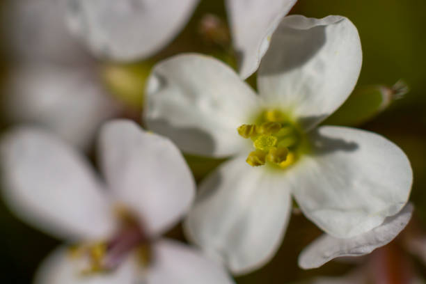 フィールドで自然光で照らされたシロイヌナズナズナ - arabidopsis thaliana ストックフォトと画像