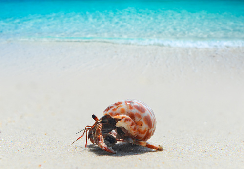 Sea crabs wash up on sandy beaches during the day.