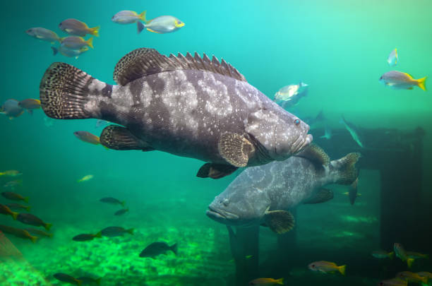 istock Giant grouper or brown spotted grouper fish. 1302125940