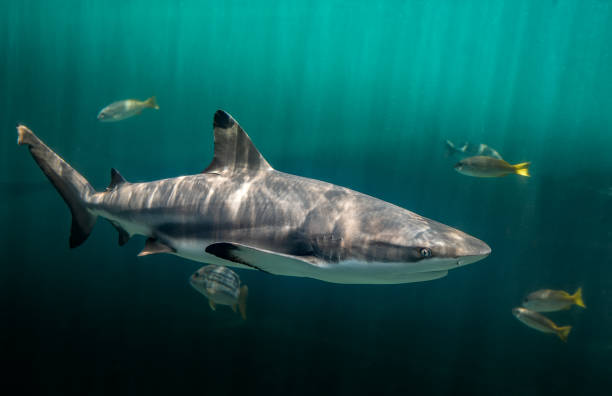 istock Blacktip reefs shark swimming in deep green water 1302126155