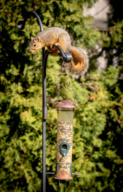 istock Squirl calculates up to get into a bird feeder 1302126168