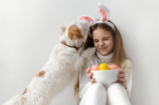 1 white teenage girl 10 years old in a white sweater and jeans, rabbit ears, with pink and yellow easter eggs in her hands against a white wall, the dog licks the child's face, plays - 10 11 years child human face female imagens e fotografias de stock
