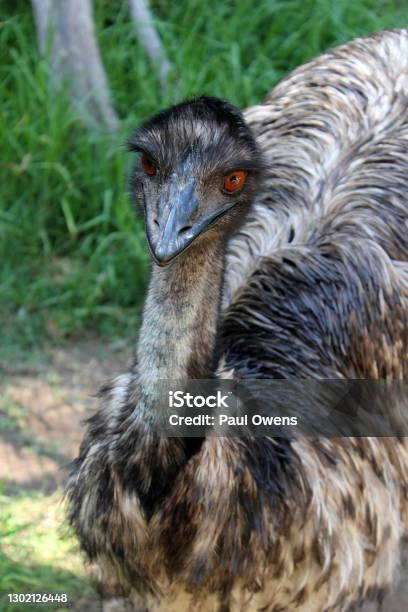 Emu Dromaius Novaehollandiae Closeup Australian Icon Stock Photo - Download Image Now