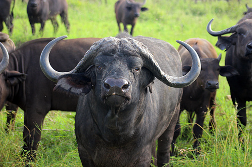 Herd of African buffalo, Cape buffalo, Syncerus caffer near Satara Camp, Kruger National Park, South Africa