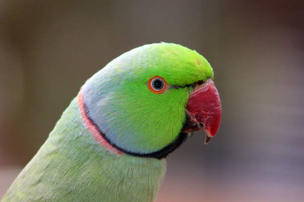 istock Rose-ringed parakeet, Psittacula krameri also known as Ring-necked Parakeet 1302126460