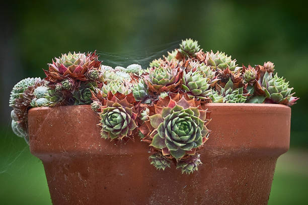 Succulent plants growing in a terracotta pot with cobwebs