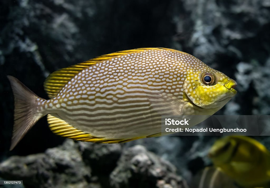 Fish Java Rabbistfish Live Java Rabbitfish Swimming Stock Photo - Download Image Now - Animal ...