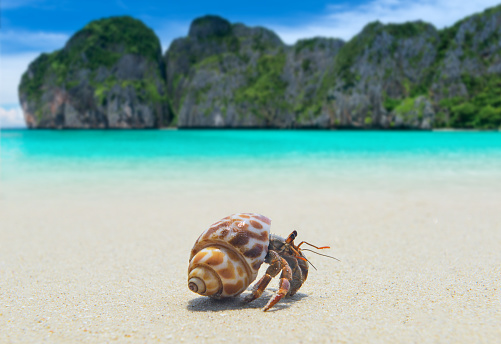 Hermit crab walking on the beach and blue sea with sun lighting.