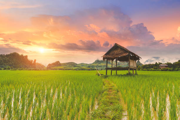 Rice paddy field landscape with warm sky colour sunrise lighting.