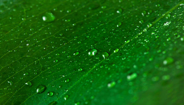 superficie de la hoja de monstera con gotas de agua - water rainforest frond tropical climate fotografías e imágenes de stock