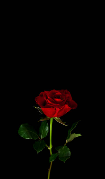 Red Roses On Black Stock Photos, Pictures & Royalty-Free Images - iStock Red Roses On Black Stock Photos, Pictures & Royalty-Free Images - iStock