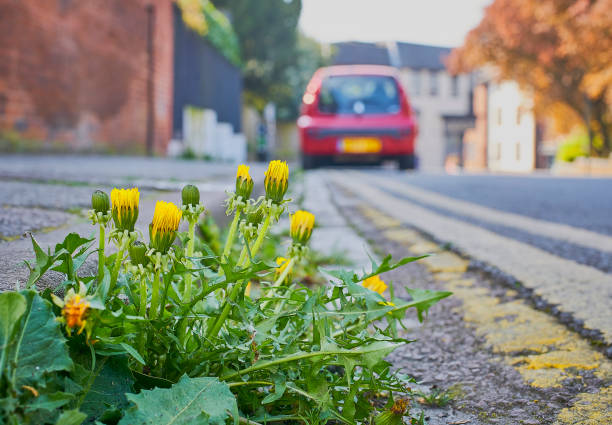 Weeds growing and flowering by the side of the road in the pavement
