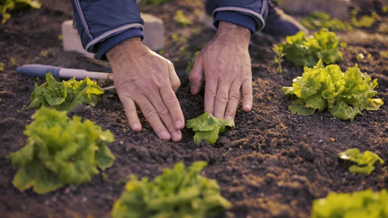 Planting cabbage seedlings, People hoeing the soil, hands planting green seedling, community gardening, urban gardening, urban agriculture, allotments, urban farming, sustainable garden, drip irrigation