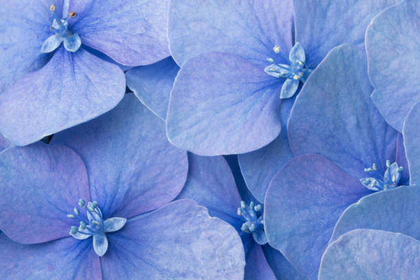 Closeup of beautiful blue hydrangea blossoms