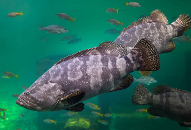 istock Giant grouper or brown spotted grouper fish. 1302128885