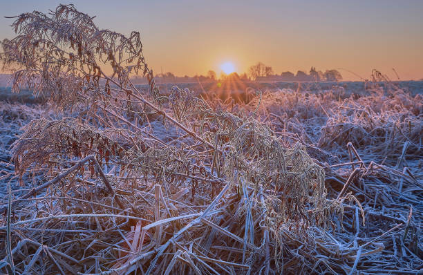 istock Frozen landscape field at sunrise 1302129010