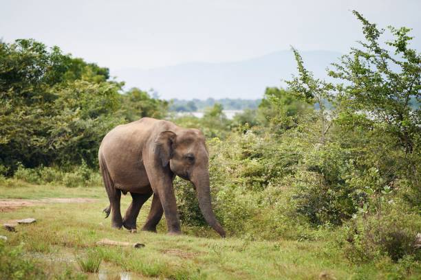 istock Elephant in the wild in Sri Lanka 1302129826