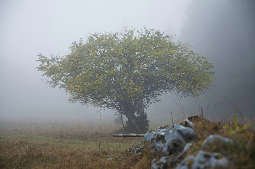 Un solo árbol en la niebla. Escena dramática. photo
