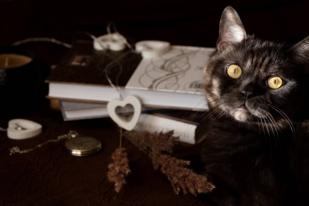 istock Black cat with yellow eyes plays with interior decor on dark background 1302130253