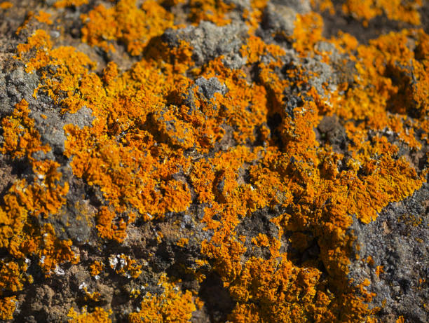 caloplaca marina orange jaune vif aka orange sea lichen sur roche, les pluies récentes ont ravivé le corps végétatif, fond macro naturel - lichen photos et images de collection