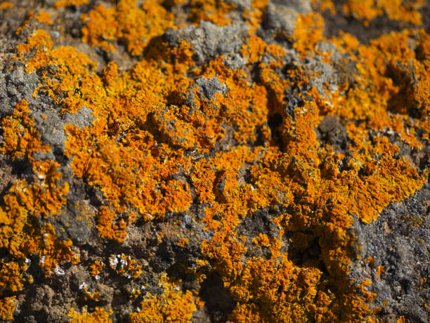 明るい黄色のオレンジカロプラカマリーナ別名オレンジシー地衣類岩、最近の雨は栄養体、自然なマクロの背景を復活させた - beach body ストックフォトと画像