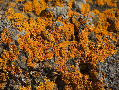 Bright yellow orange Caloplaca marina aka Orange Sea Lichen on rock, recent rains revived the vegetative body, natural macro background