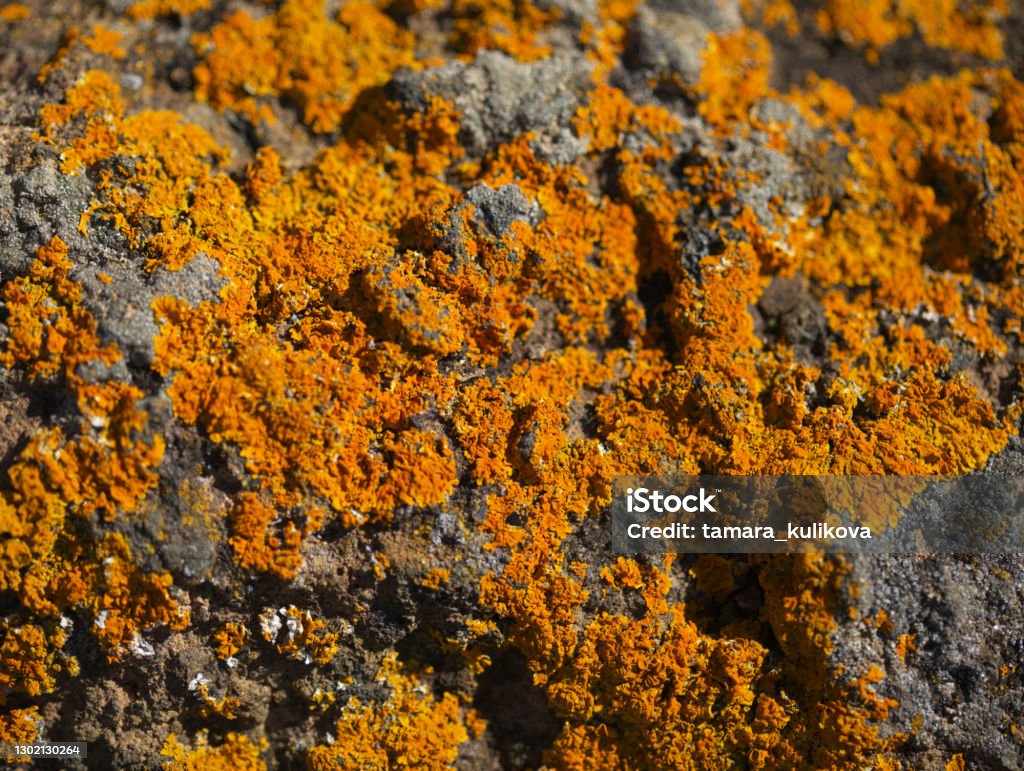 Bright yellow orange Caloplaca marina aka Orange Sea Lichen on rock, recent rains revived the vegetative body, natural macro background Lichen Stock Photo