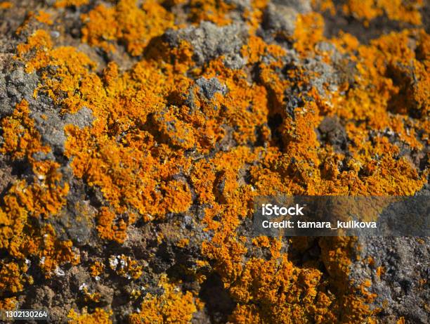 Bright Yellow Orange Caloplaca Marina Aka Orange Sea Lichen On Rock Recent Rains Revived The Vegetative Body Natural Macro Background Stock Photo - Download Image Now