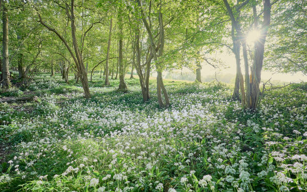 Ancient woodland in spring with a carpet of wild flowers Backlit spring woodland with ramsons ramson stock pictures, royalty-free photos & images