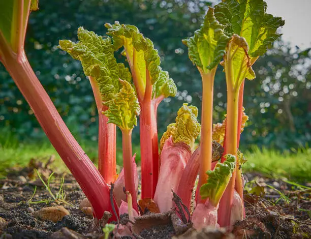 Photo of Fresh pink Rhubarb growing in spring