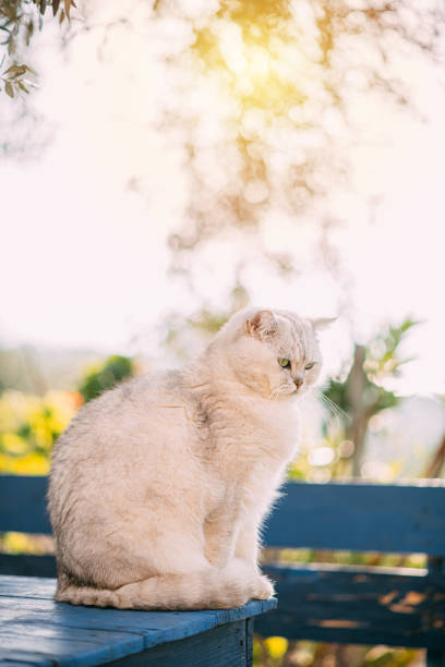 istock British Shorthair Cat Lying on Garden Table 1302130366