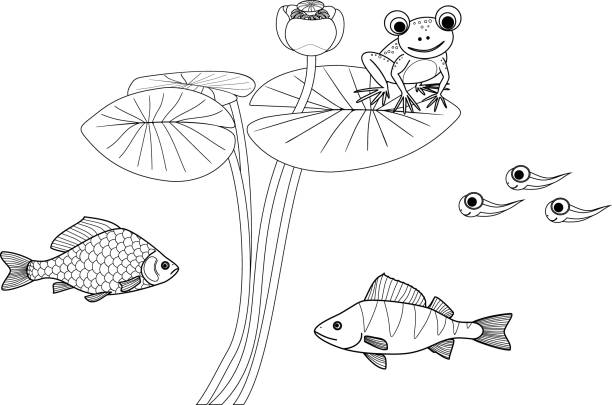 färbung seite mit teichbewohner. frosch sitzt auf blatt der blühenden seerosenpflanze, kaulquappen, karpfen und barsch isoliert auf weißem hintergrund - white water lily stock-grafiken, -clipart, -cartoons und -symbole