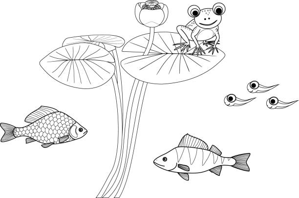 ilustrações de stock, clip art, desenhos animados e ícones de coloring page with pond dwellers. frog sitting on leaf of blooming water-lily plant, tadpoles, carp and perch isolated on white background - white water lily