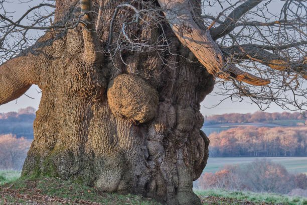 Trunk of an ancient oak at Petworth Park, Sussex