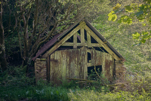 istock Old wooden barn in woodland 1302132649