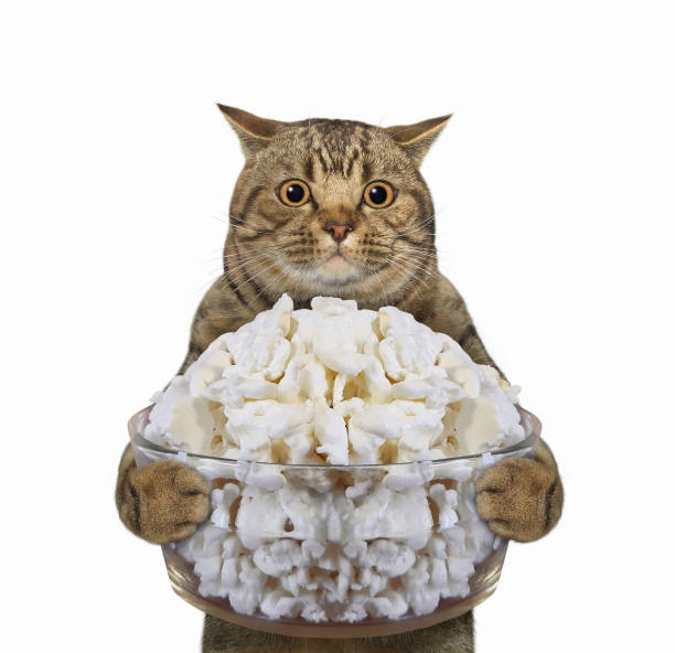 istock Cat holds bowl of cottage cheese 1302132712