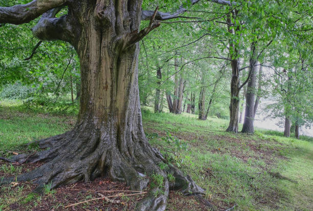istock Open woodland in a rain shower in summer 1302133196