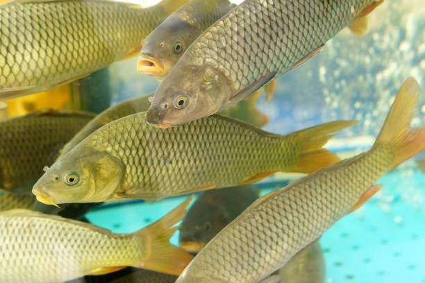 Fish carp in the aquarium close-up. Concept good catch, fish business