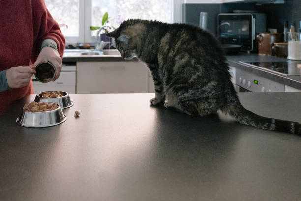 istock preparing pet food for a hungry cat 1302134567