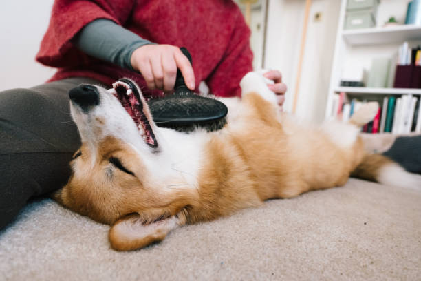 Dog grooming: brushing the fur of a corgi Dog grooming: brushing the fur of a corgi dog grooming stock pictures, royalty-free photos & images